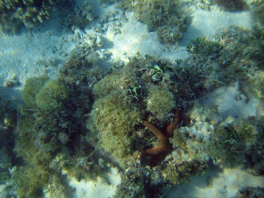 Reef & Marine Life